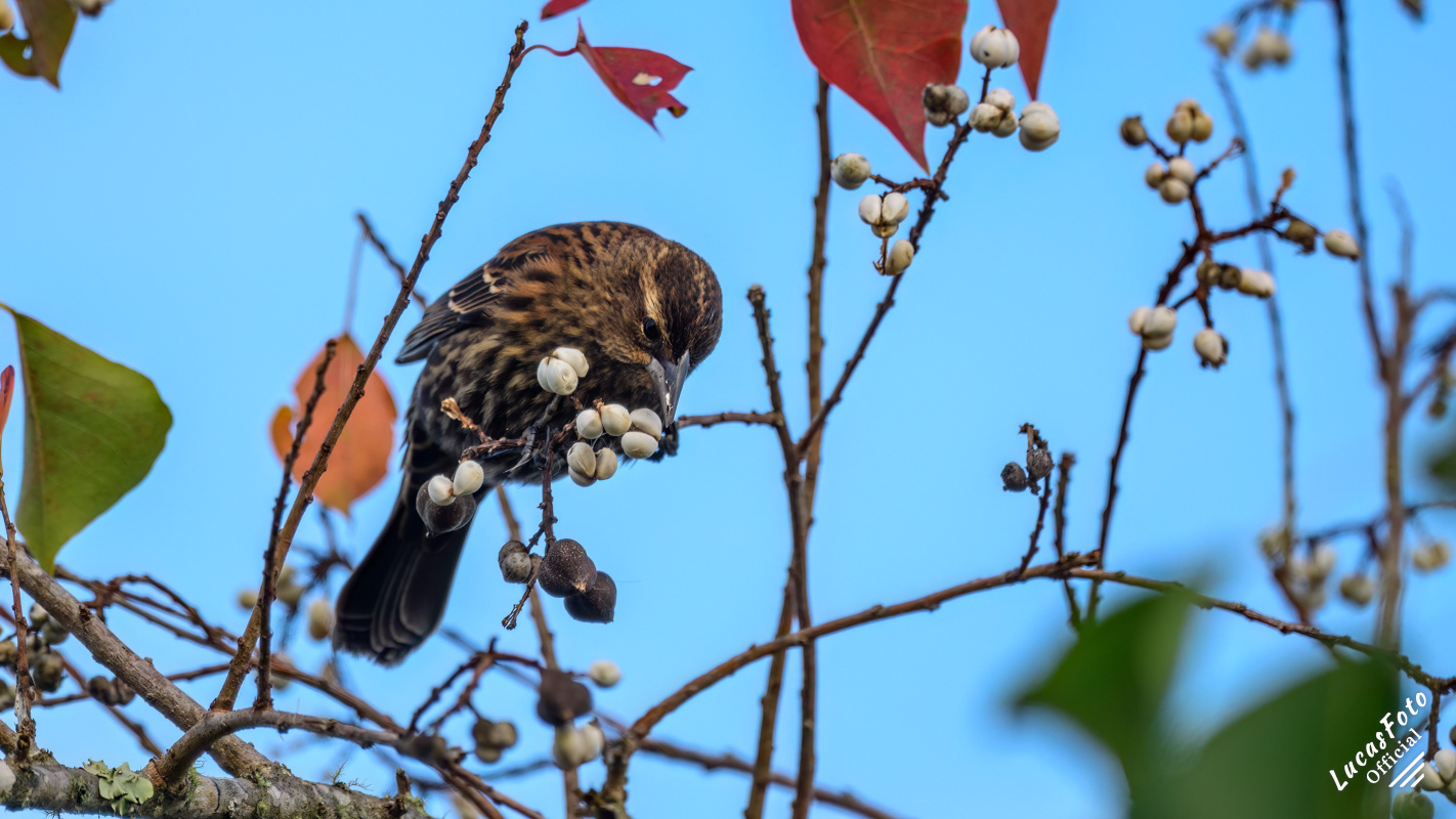 Red-winged Blackbird