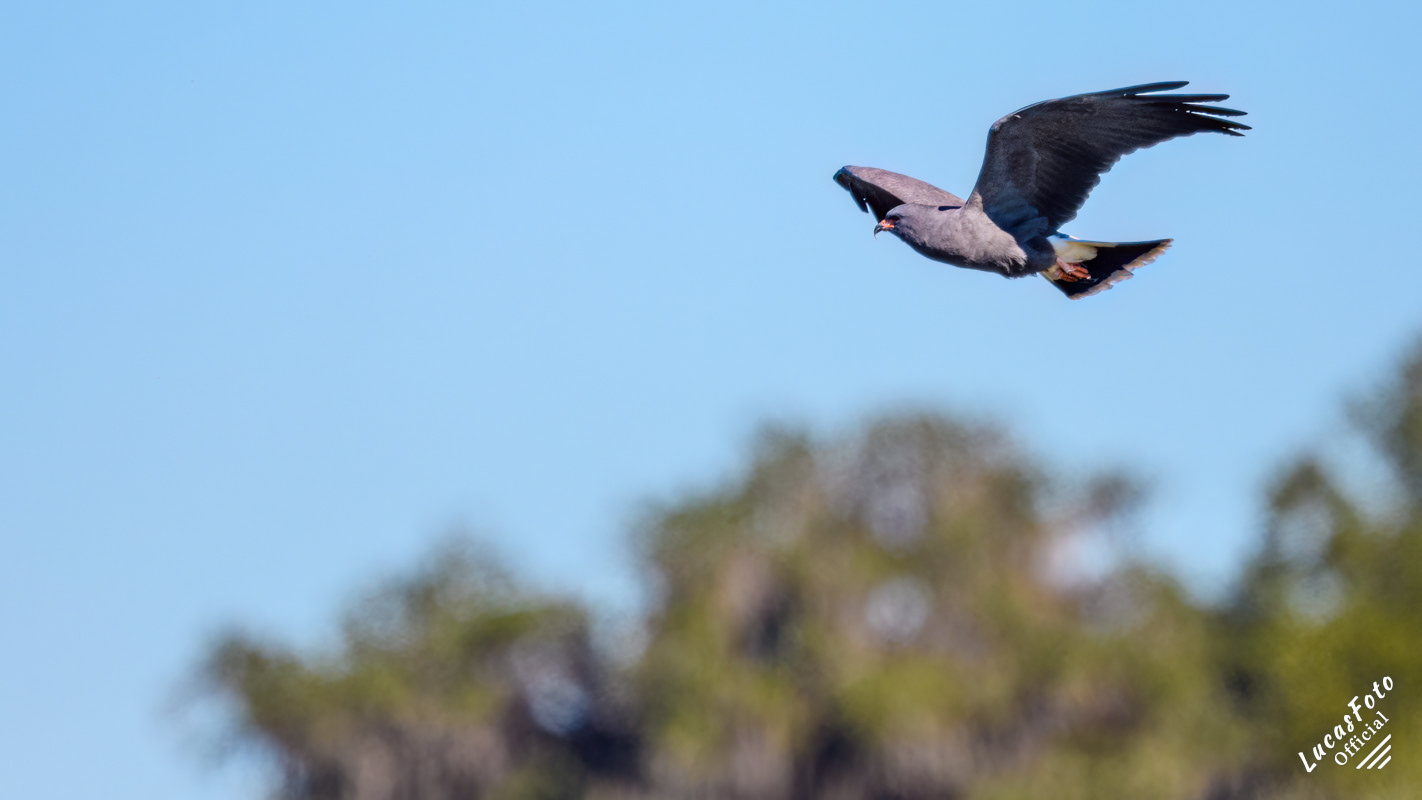Snail Kite