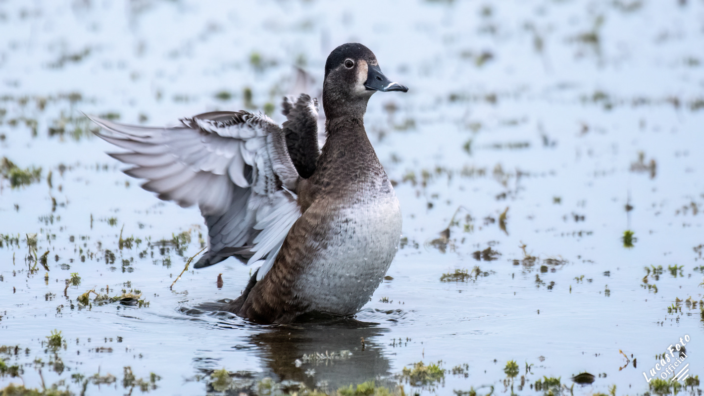 Ring-necked Duck