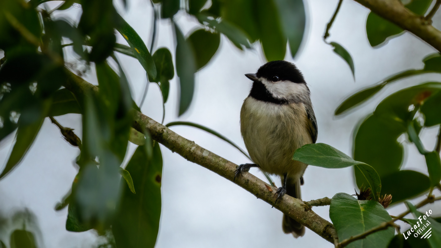 Carolina Chickadee