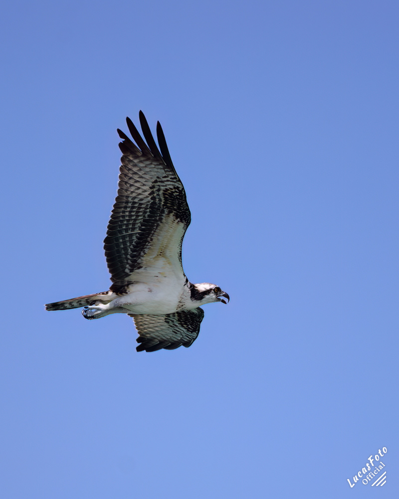 Osprey