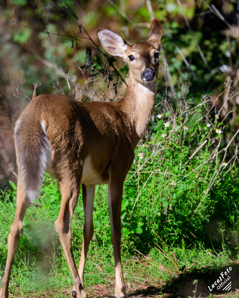 Whitetail