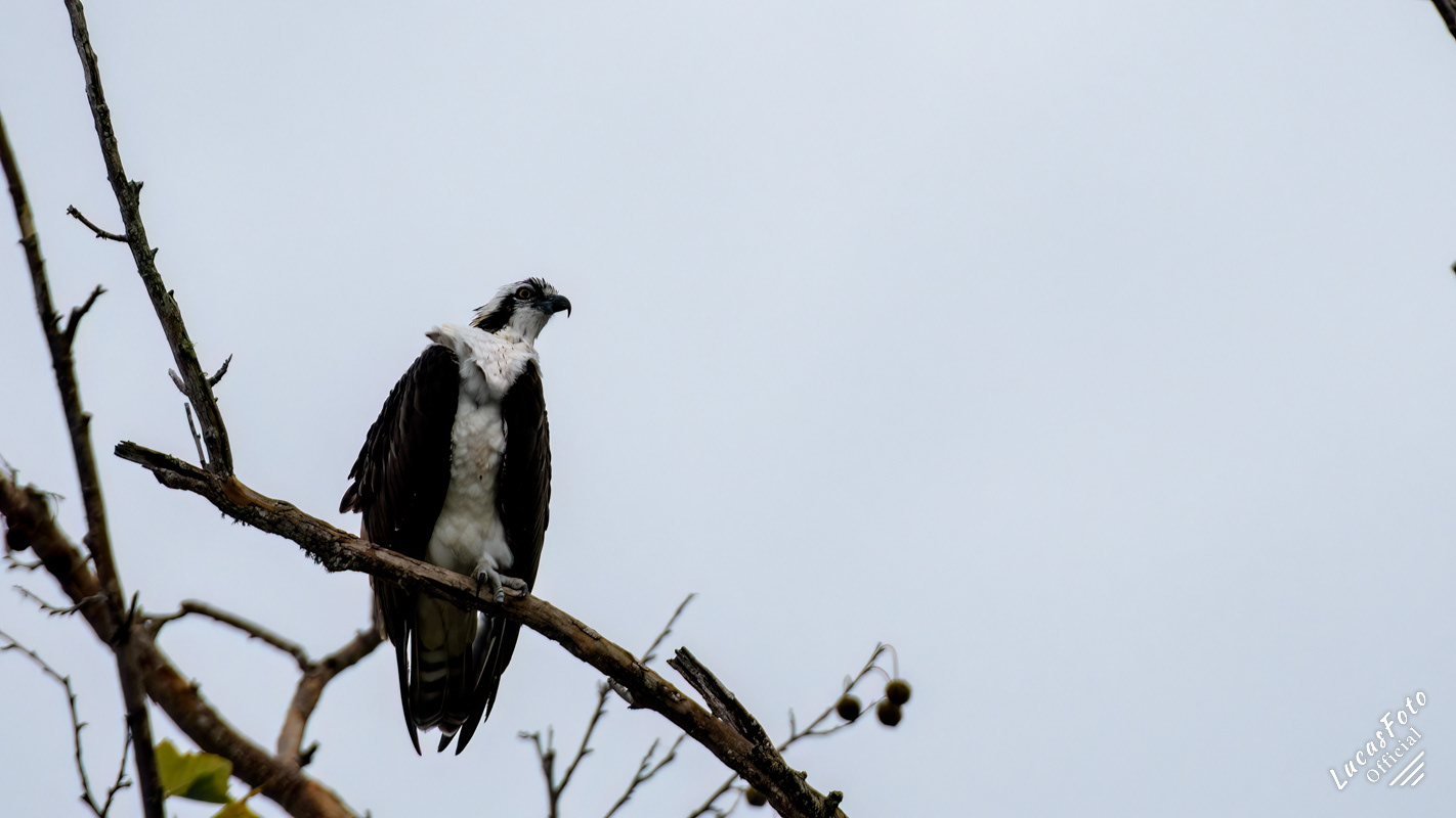 Osprey