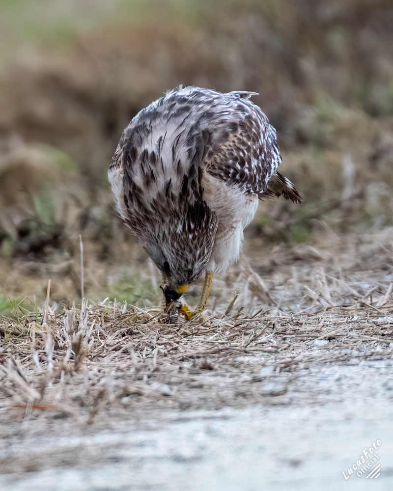 Red-shouldered Hawk