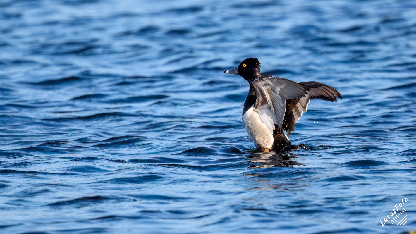 Ring-necked Duck