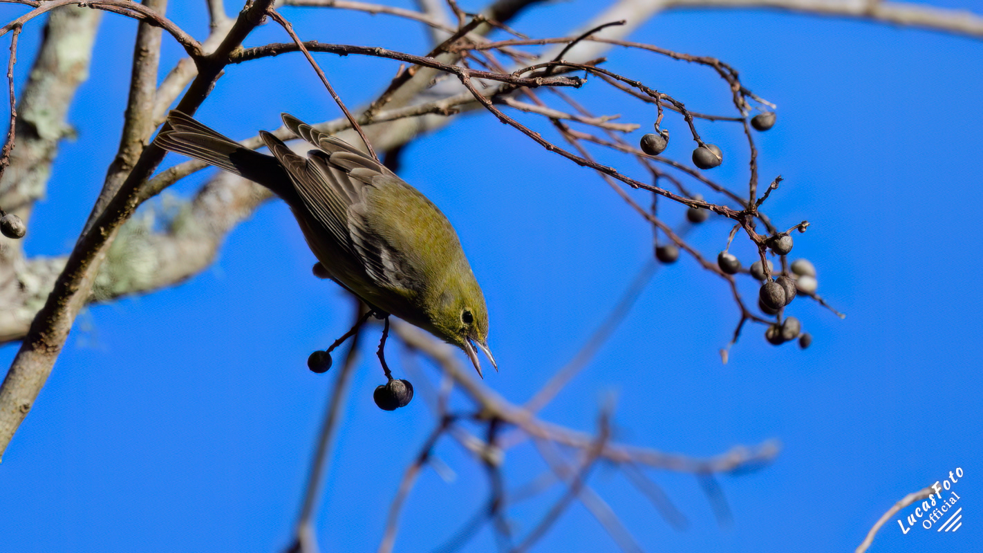 Pine Warbler