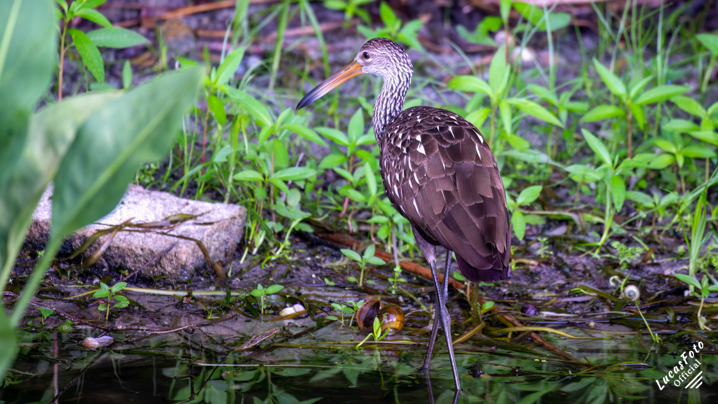 Limpkin