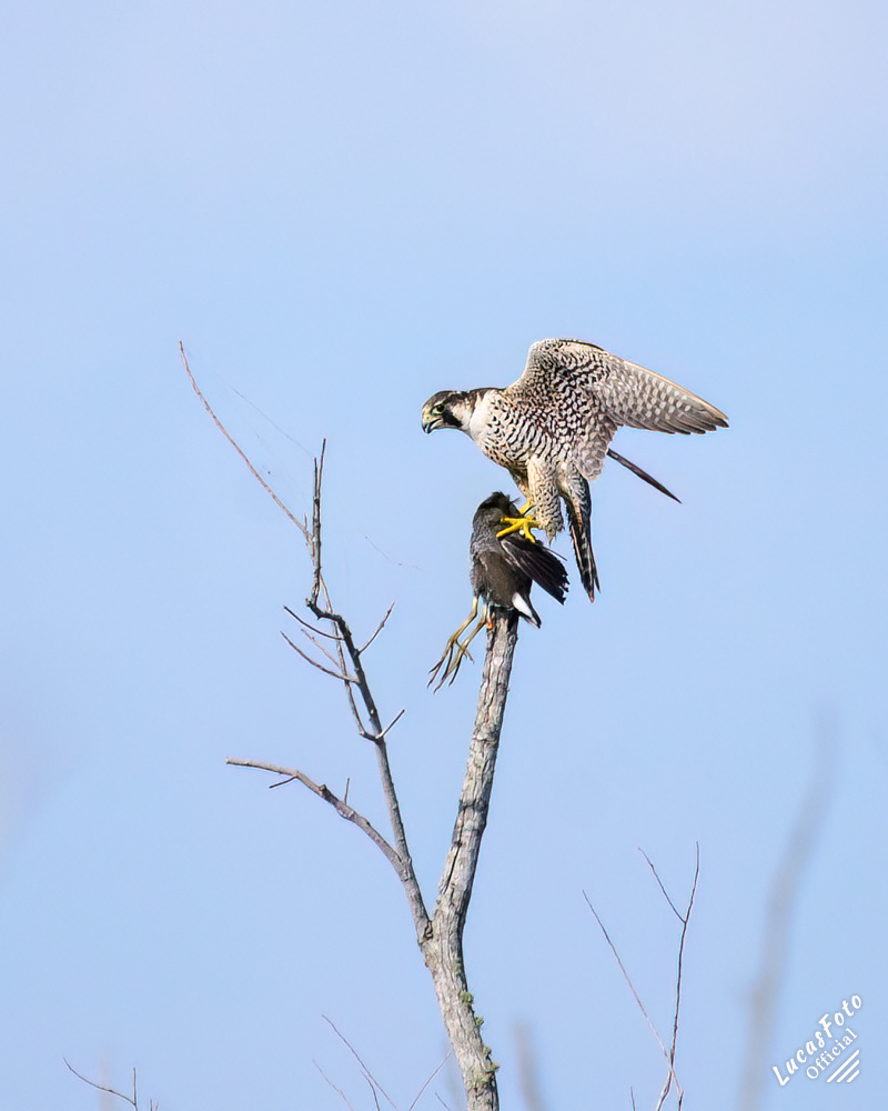 Peregrine Falcon