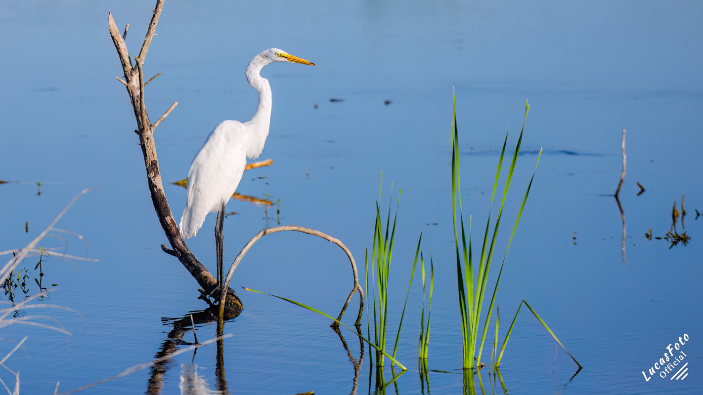 Great Egret