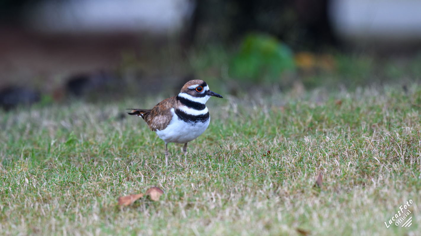 Killdeer