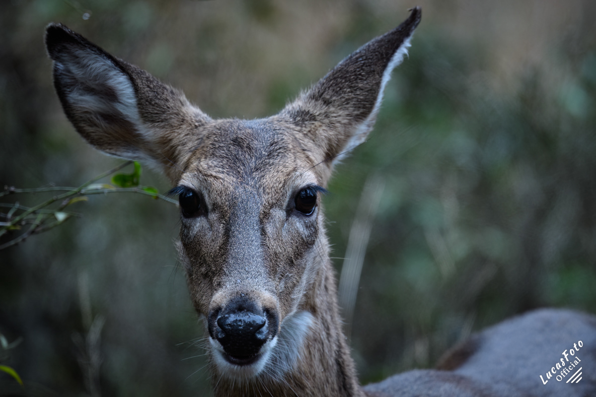 Whitetail