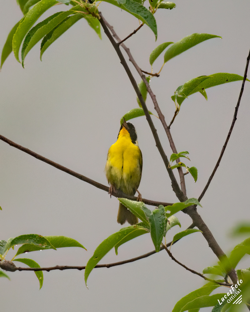 Common Yellowthroat