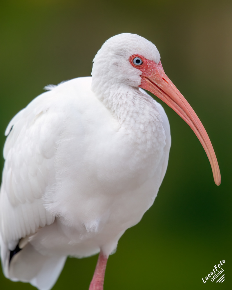 White Ibis