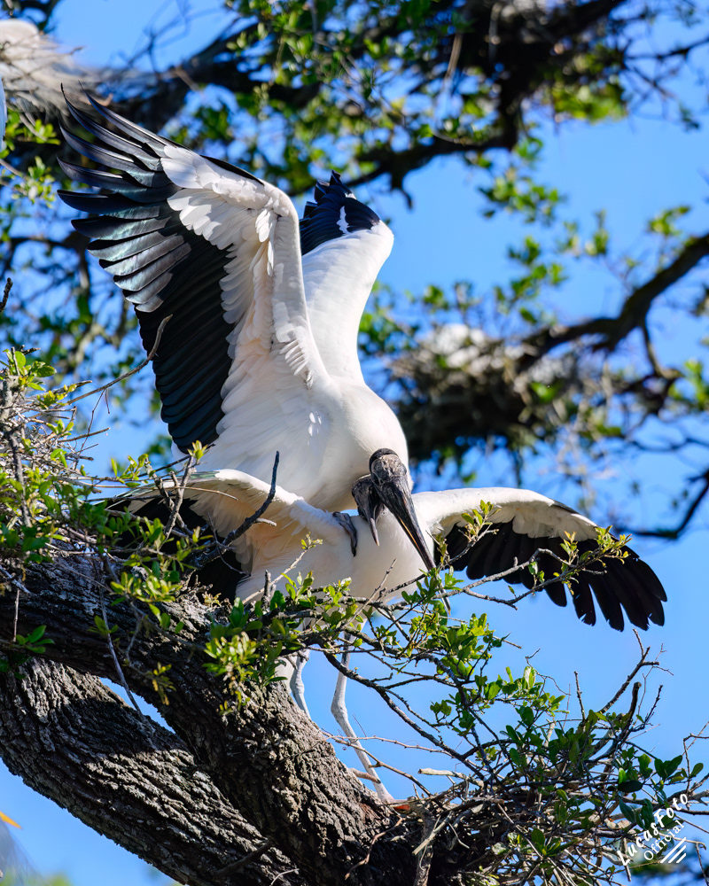 Wood Stork