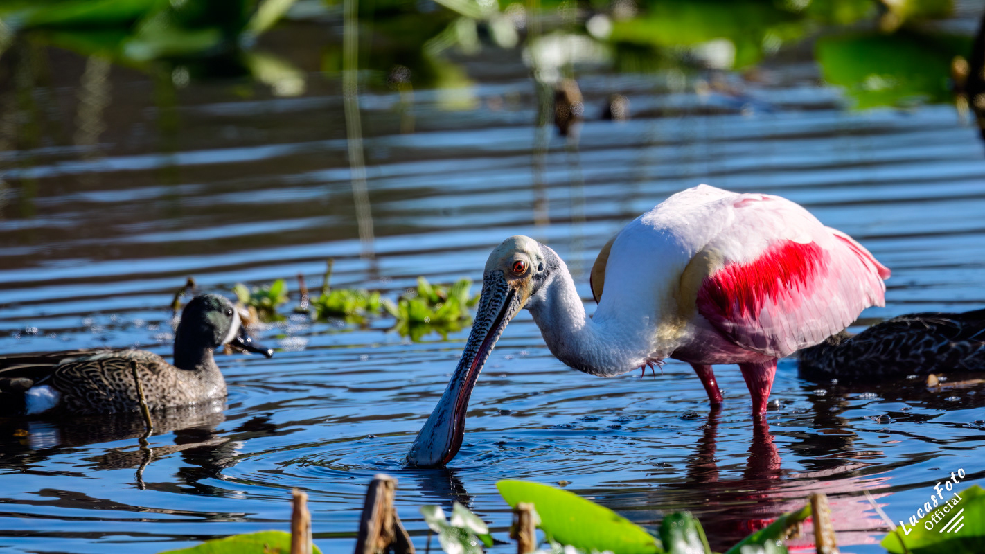 Roseate Spoonbill / Blue-winged Teal