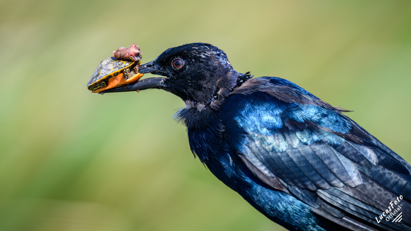 Boat-tailed Grackle