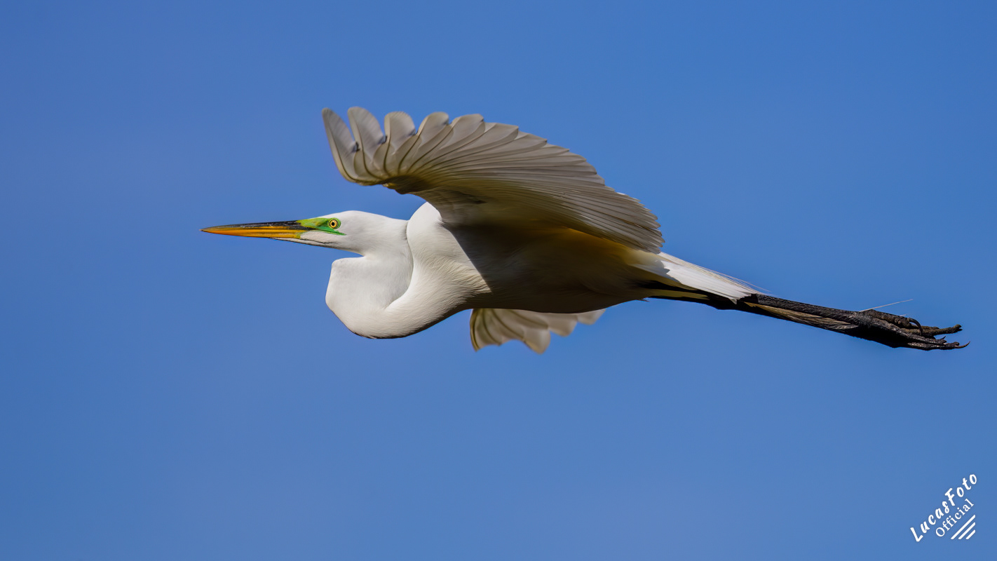 Great Egret