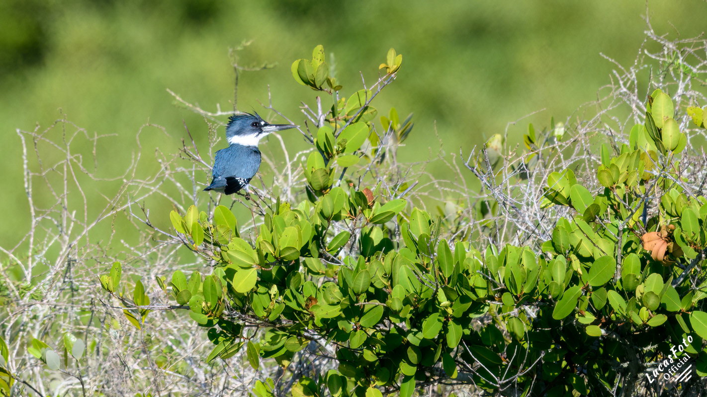 Belted Kingfisher