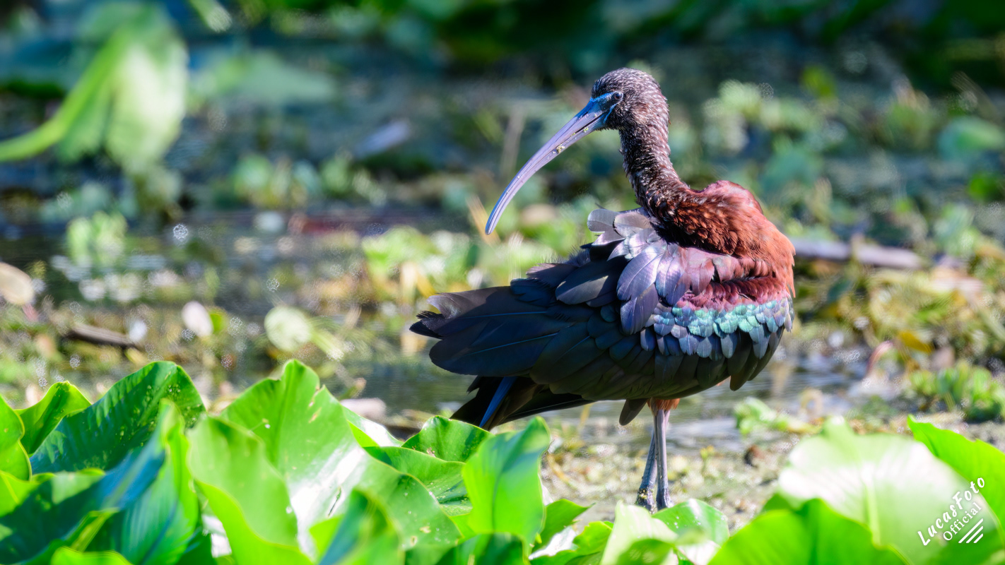 Glossy Ibis