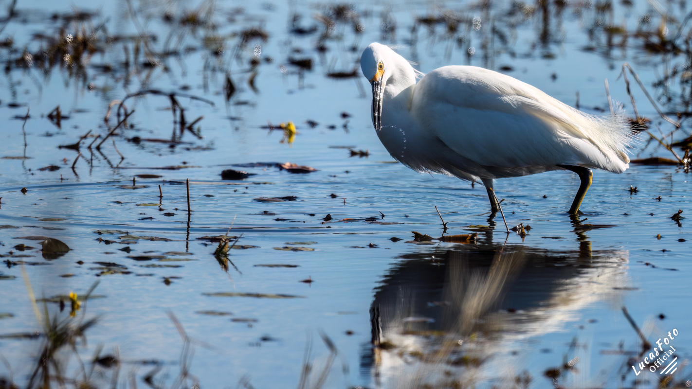 Snowy Egret