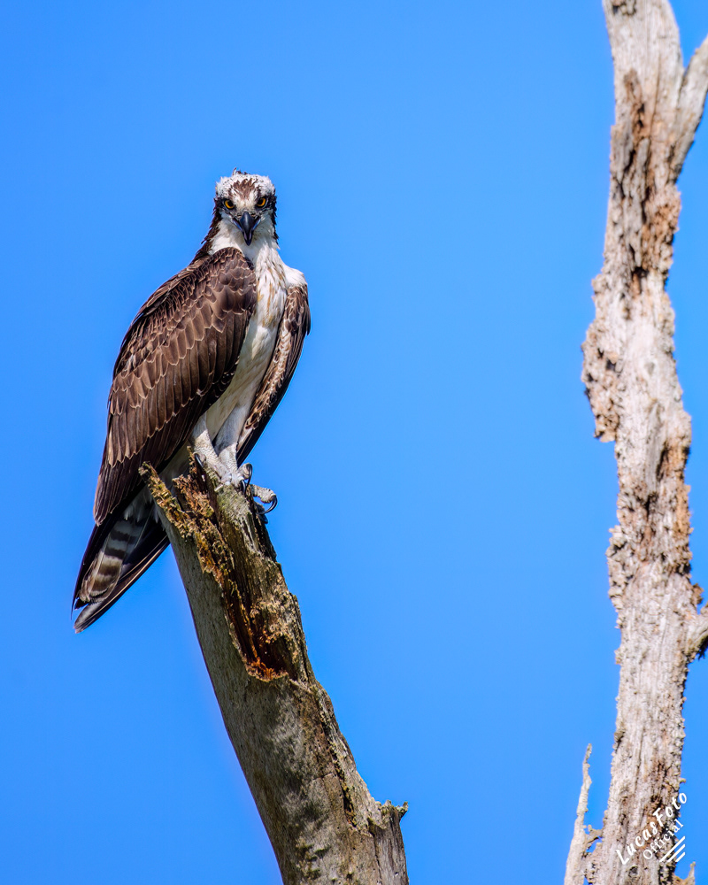 Osprey