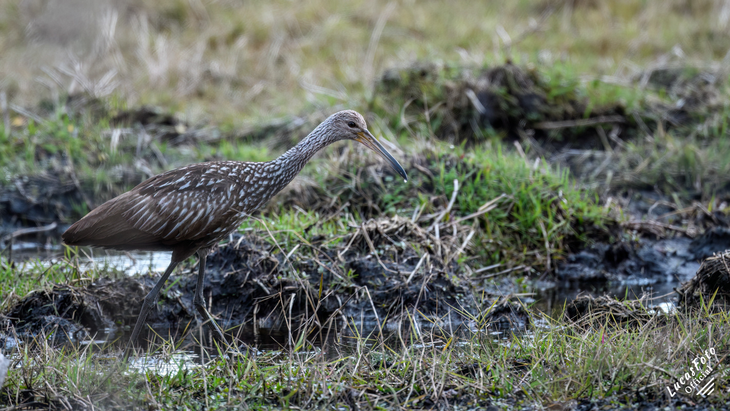 Limpkin