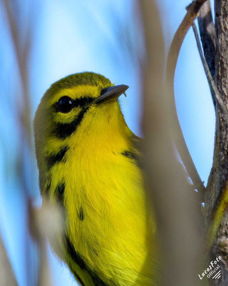 Prairie Warbler