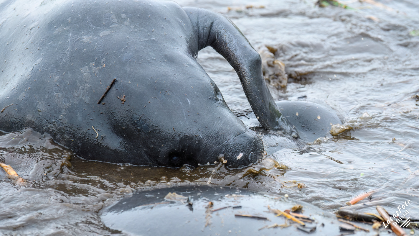Manatee Mating Ball/Herd