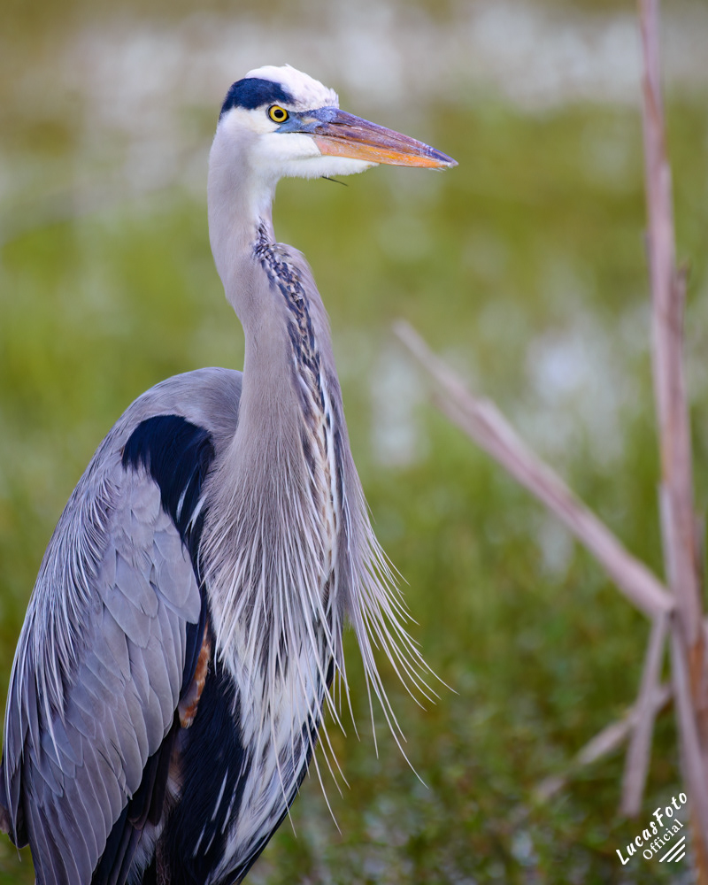 Great Blue Heron