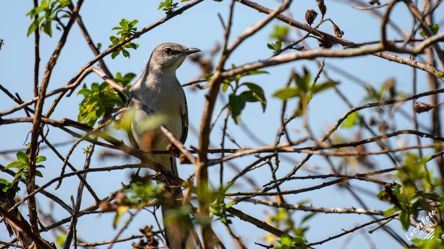 Northern Mockingbird