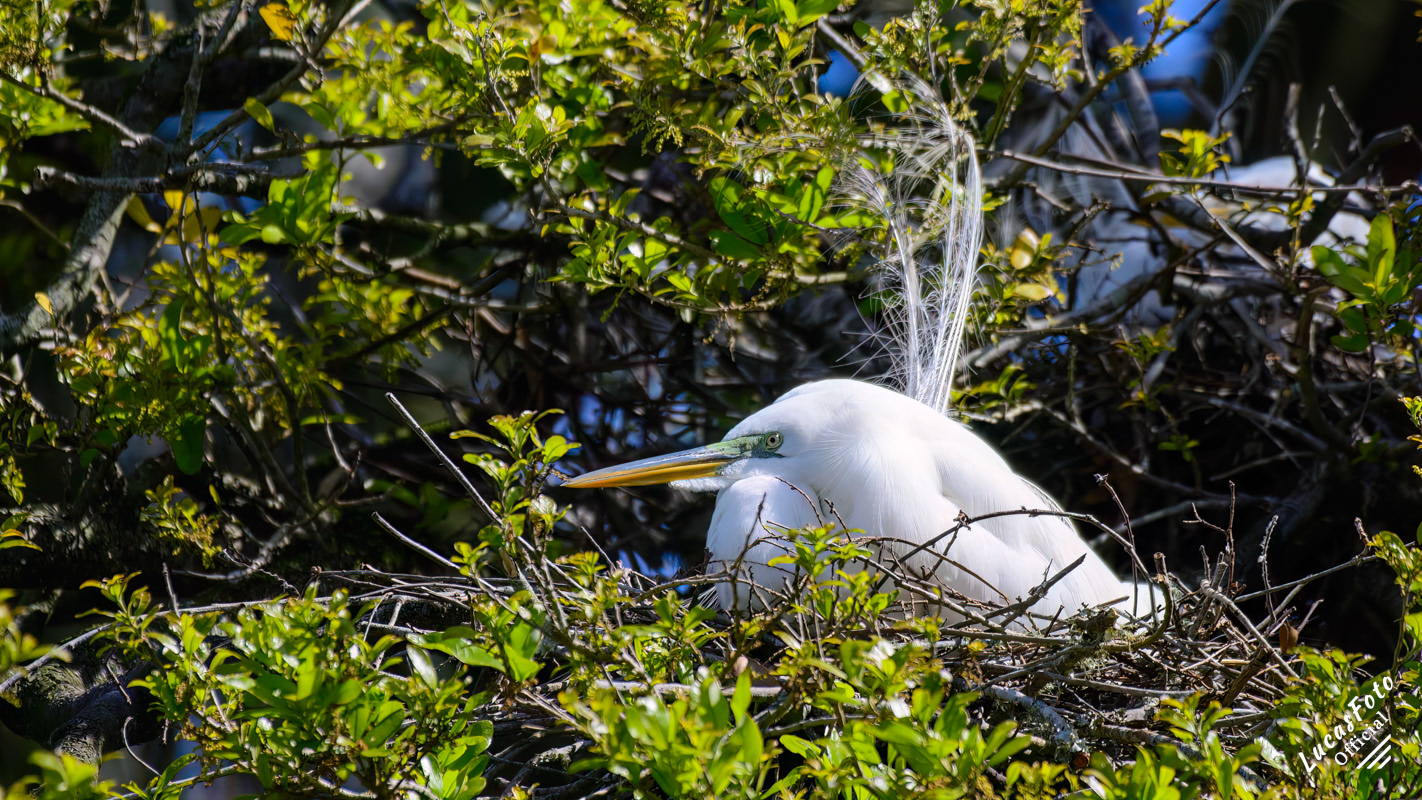 Great Egret