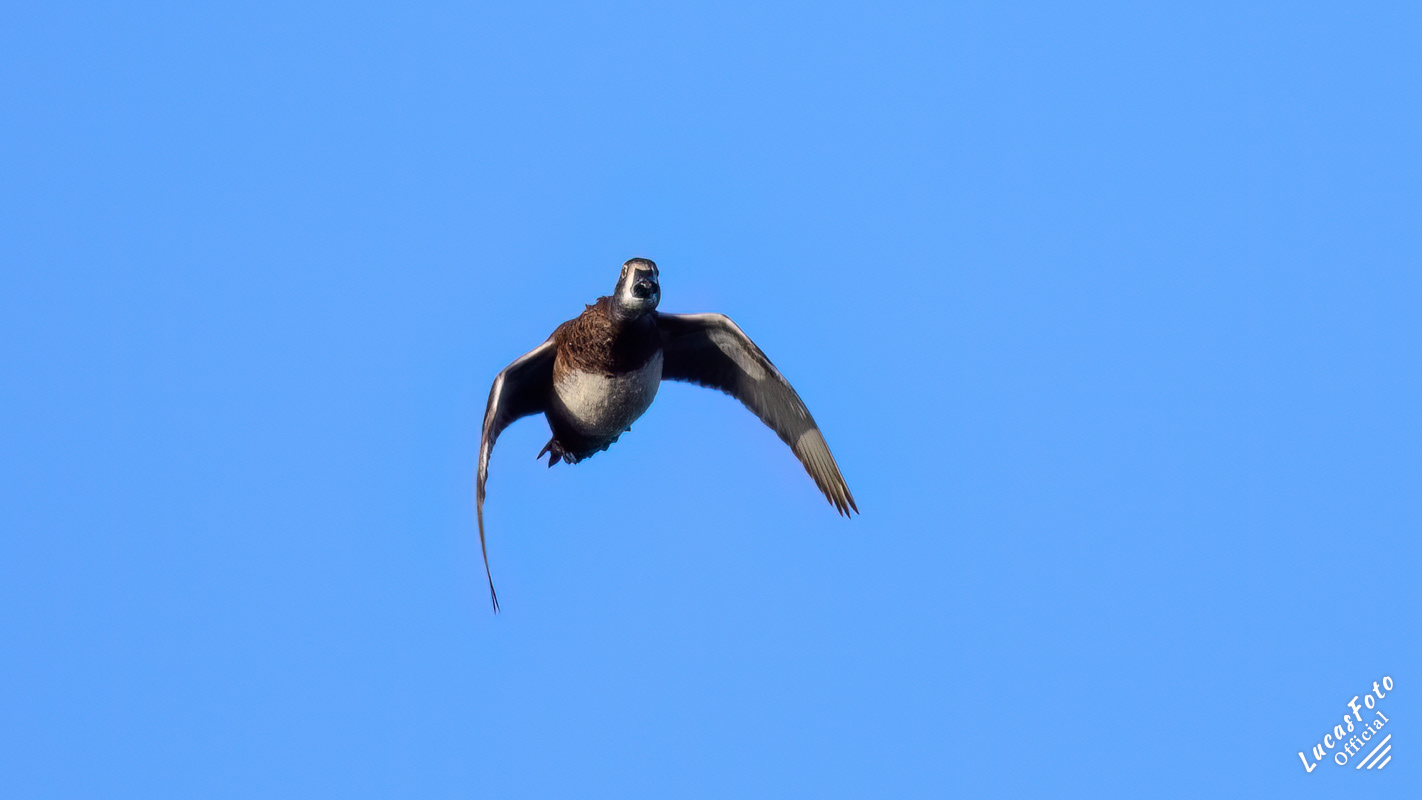 Ring-necked Duck