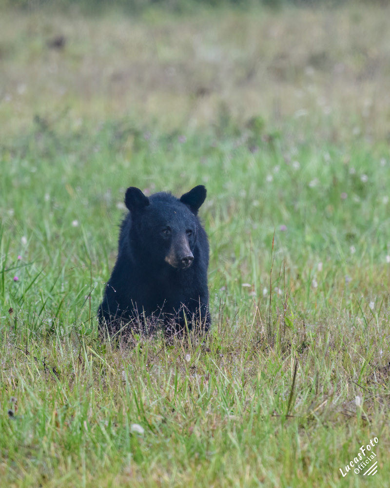 Black Bear