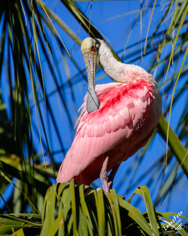 Roseate Spoonbill