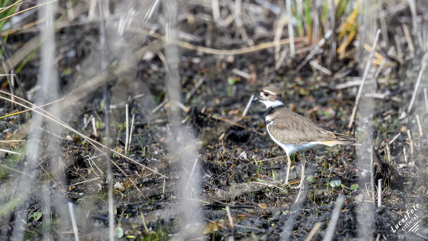 Killdeer