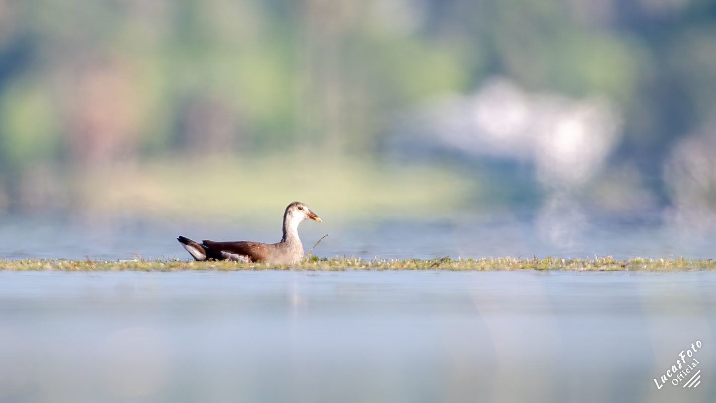 Common Gallinule