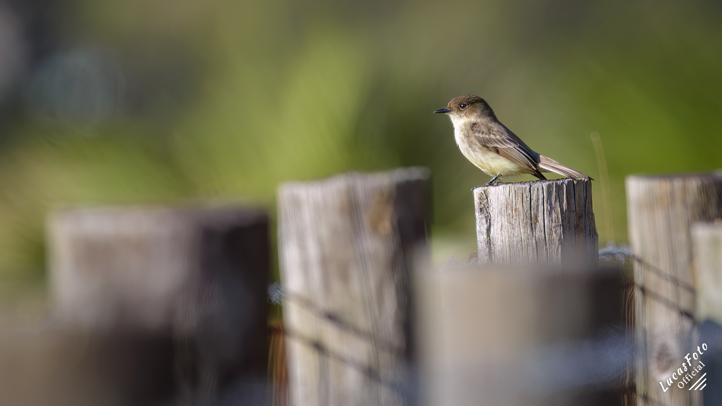 Eastern Phoebe