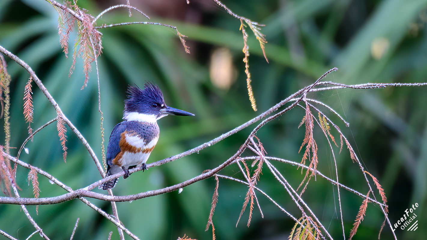 Belted Kingfisher