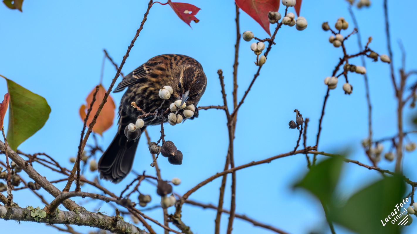 Red-winged Blackbird