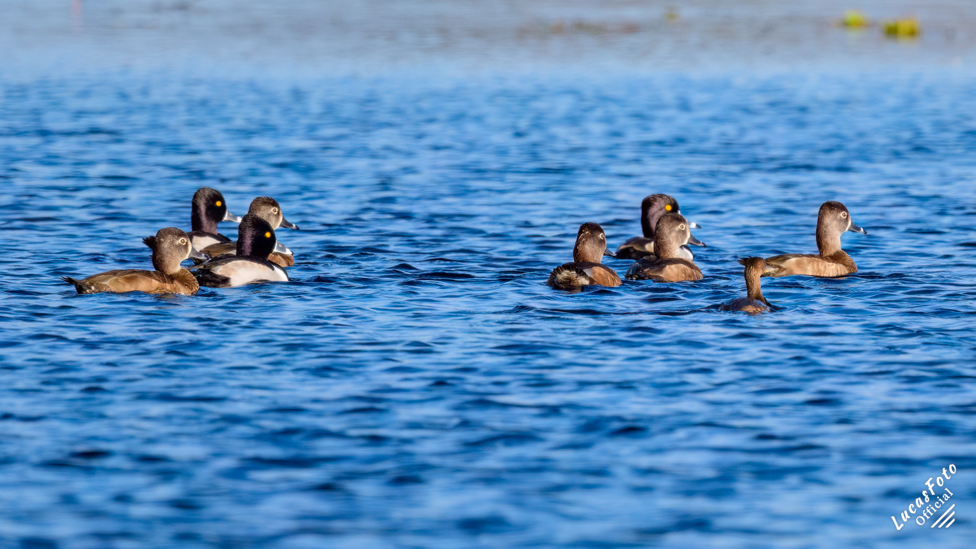 Ring-necked Duck