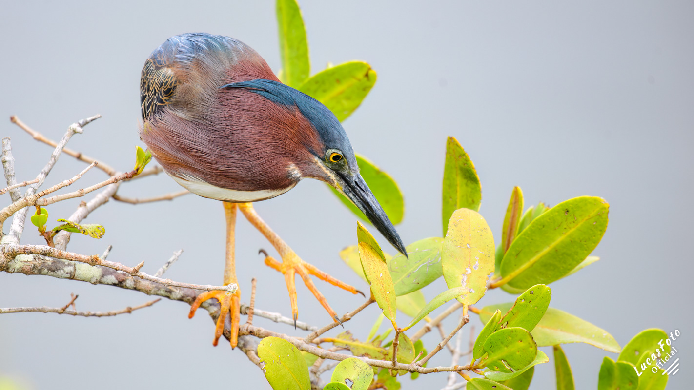 Green Heron