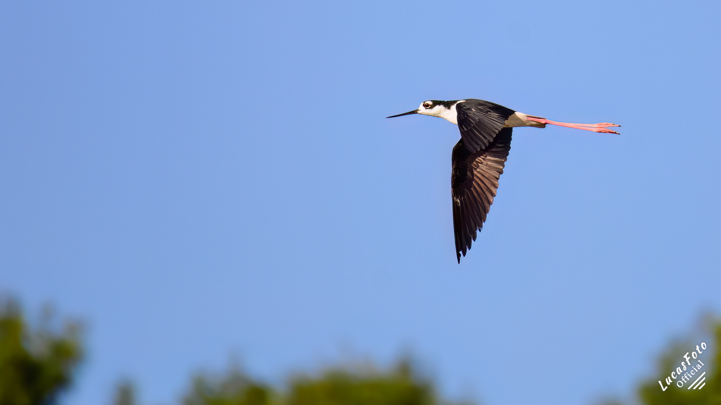 Black-necked Stilt