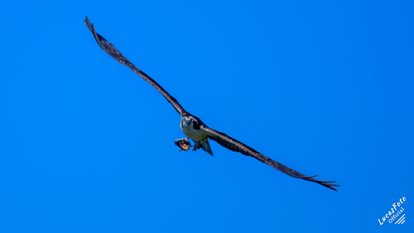 Osprey