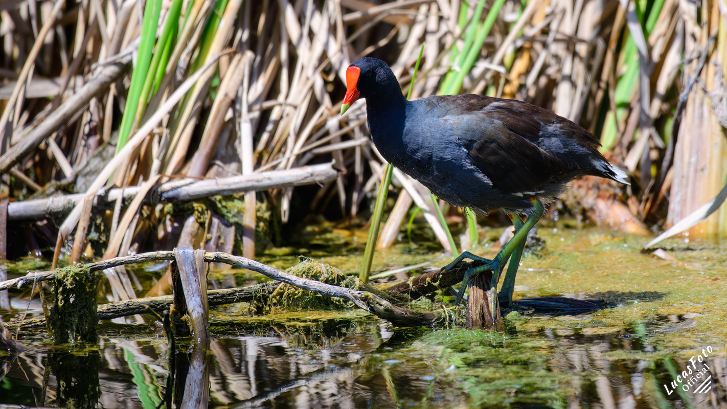 Common Gallinule