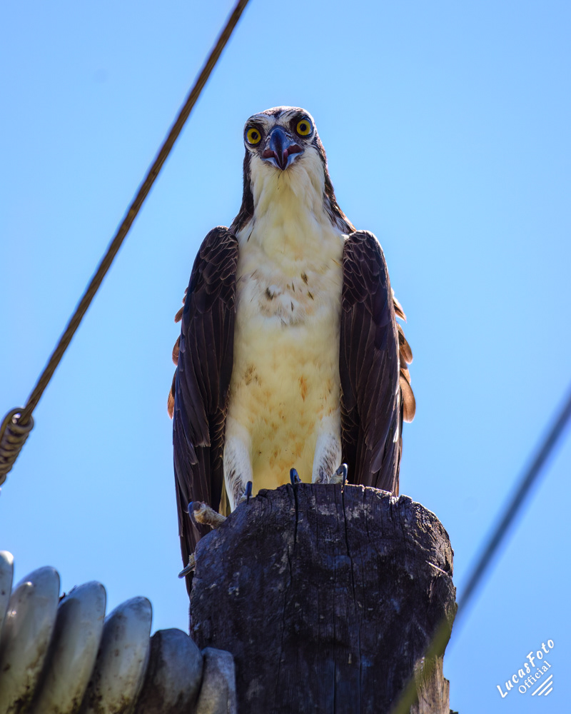 Osprey