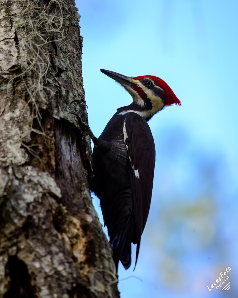 Pileated Woodpecker