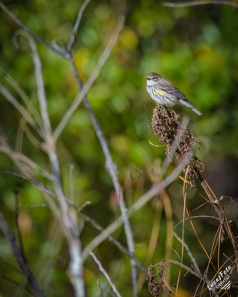 Yellow-rumped Warbler