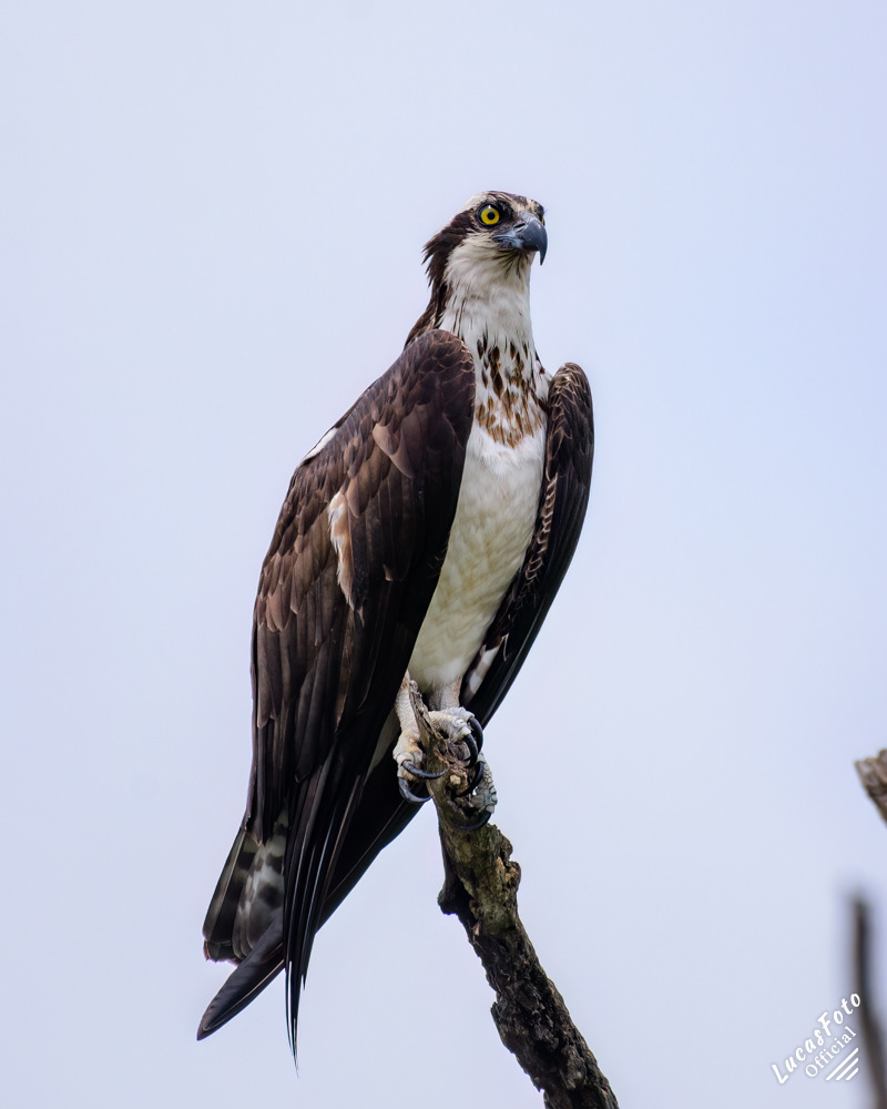 Osprey