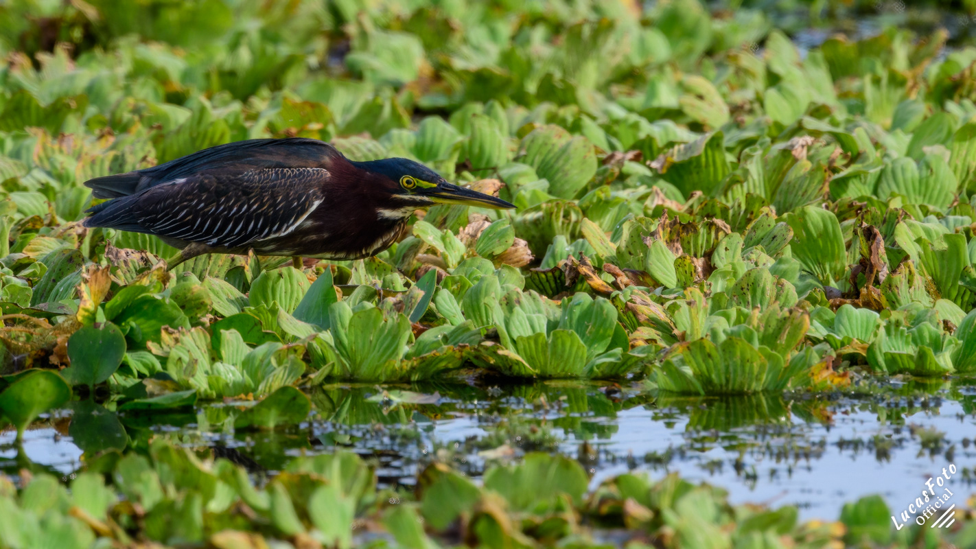 Green Heron