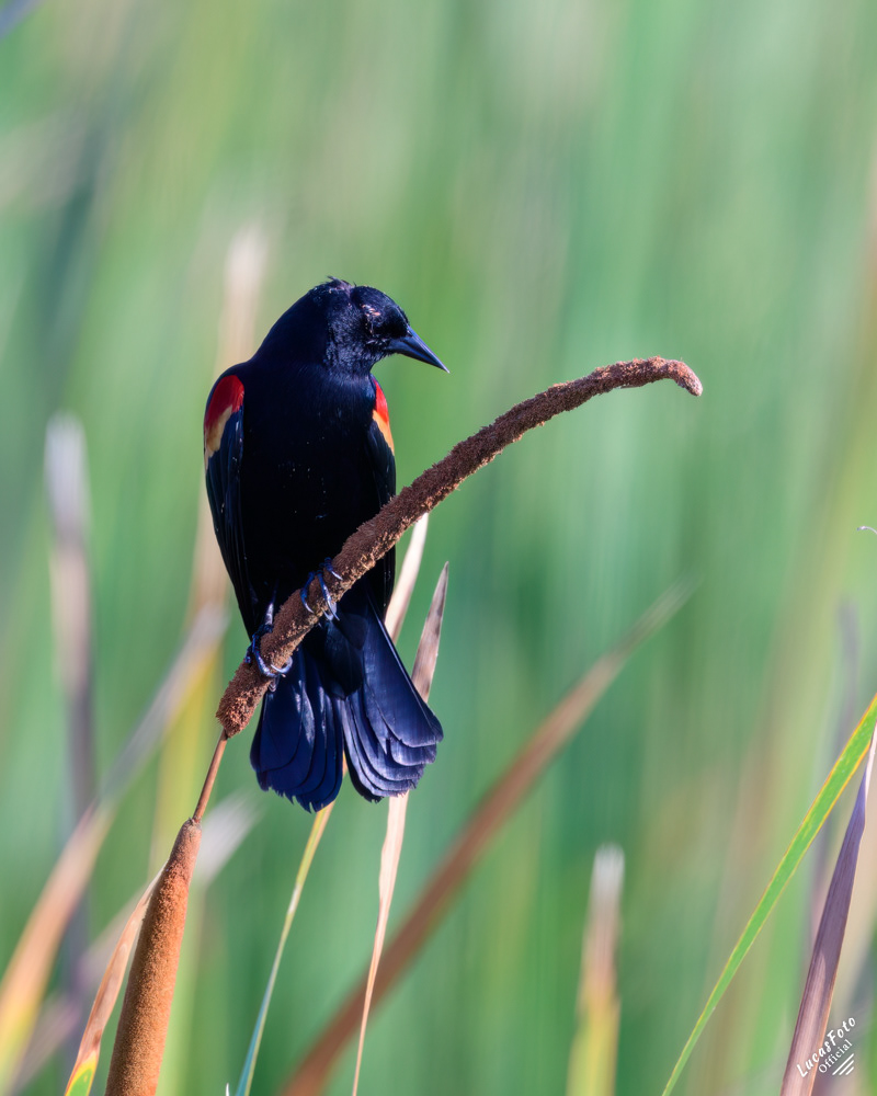 Red-winged Blackbird